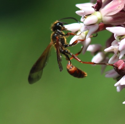 Great Golden Digger Wasp
Sphex ichneumoneus Great Golden Digger Wasp
Sphex ichneumoneus